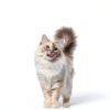 Licks Cat Hairball Remedy Gel Pack LH30PK-C 2oz Digestive Support-2