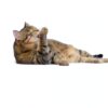 Zesty Paws Hairball Bites Support with Omega3 Zinc 60 Chews-1