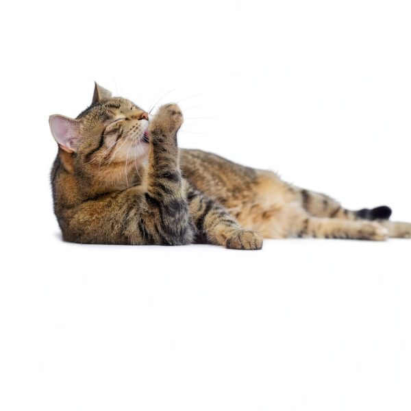 Zesty Paws Hairball Bites Support with Omega3 Zinc 60 Chews-1