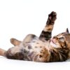 Tomlyn Laxatone Catnip Flavored Hairball Remedy Gel 4.25oz 2‑Pack-4