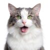 Hairball Gel for Cats by HealthyPets 5 oz Gentle Hairball Remedy Paste-3