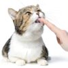 PetAg Hairball Solution Gel for Cats 3.5 oz Pack 2 Reduces Hairballs-3