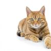 PetAg Hairball Solution Gel for Cats 3.5 oz Pack 2 Reduces Hairballs-4