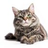 Tomlyn Laxatone Catnip Flavored Hairball Remedy Gel 4.25oz 2‑Pack-2