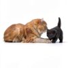 Hairball Treatment for Cats Natural Ingredients Vitamins Remedy-5