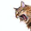 Hairball Gel LaxaCat 5 oz Petroleum Free Paste Salmon Flavor Digestive-4