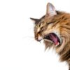 Hairball Gel for Cats by HealthyPets 5 oz Gentle Hairball Remedy Paste-1