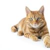 PetAg Hairball Natural Solution Gel for Cats 3.5 oz Petrolatum Free-4
