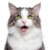 Hairball Gel LaxaCat 5 oz Petroleum Free Paste Salmon Flavor Digestive-2