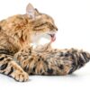 PetAg Hairball Solution Gel for Cats 3.5 oz Pack 2 Reduces Hairballs-2