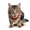 Hairball Remedy Plus Salmon Flavored Paste by Hartz 2.5 Ounce-2