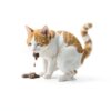 Doctor By HB Care Cat Hairball Supplement Omega‑3 Chitosan (30 pcs)-2